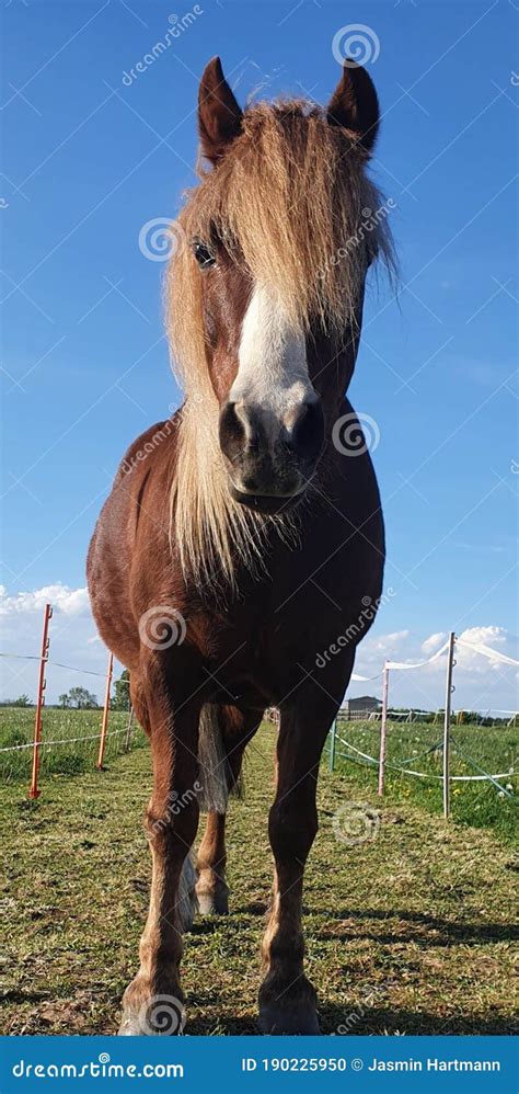 Chestnut Welsh Pony Standing in Field on Equestrian Livery Farm Stock Photo - Image of bridle ...