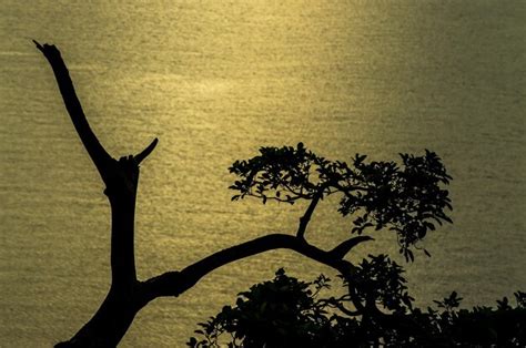 Premium Photo Silhouette Tree By Sea Against Sky