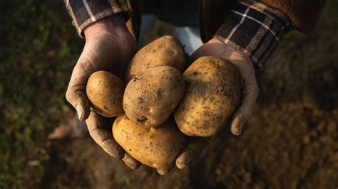 The Delicate Profile Of The Bonnotte Potato