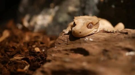 Crested Gecko Temperature & Humidity: The Ideal Level Guide