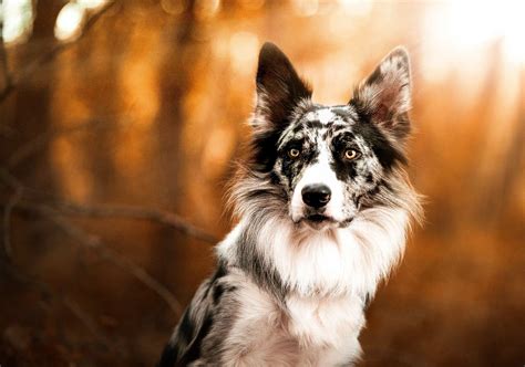 Pin by Michael Shayer on Border collie blue merle | Dog photoshoot pet ...