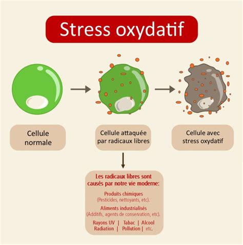 Stress Oxydatif Fruitomed