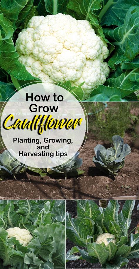 How To Grow Cauliflower Growing Cauliflower In Containers