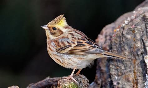 Yellow Throated Bunting Alchetron The Free Social Encyclopedia