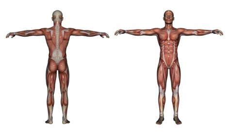 Muscle Anatomy PNG Transparent Images Free Download | Vector Files ...