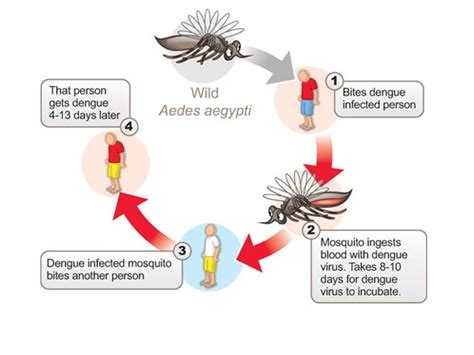 Dengue Fever Eliminate Dengue A Natural Method To Reduce The Spread