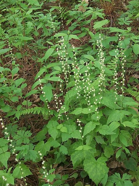 Mitella Diphylla Two Leaf Mitrewort Two Leaved Bishop S Cap Go Botany