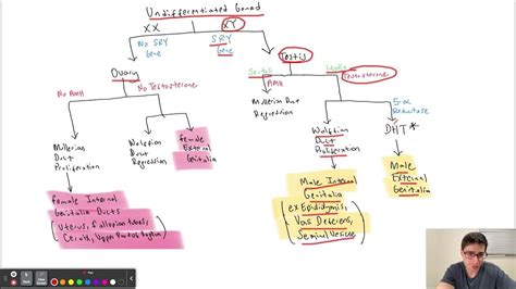 Usmle Question Of The Day 83 Fetal Sex Differentiation Youtube