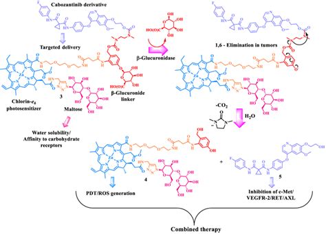 Structure and β-glucuronidase-mediated cleavage of proposed conjugate 3 ...