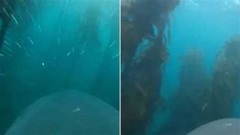 Great White Shark Chases Seal Through Kelp Forest In Nail Biting