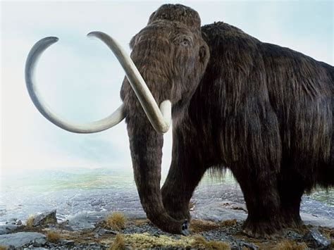 Stone Age Animals - Fact Files | Teaching Resources