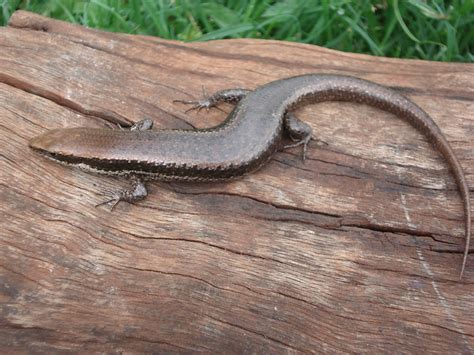 Mabuya Nigropunctata Calango Lagarto PCH Retiro Velh Flickr