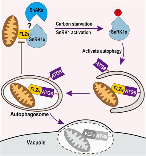 A Positive Feedback Regulation Of Snrk Signaling By Autophagy In