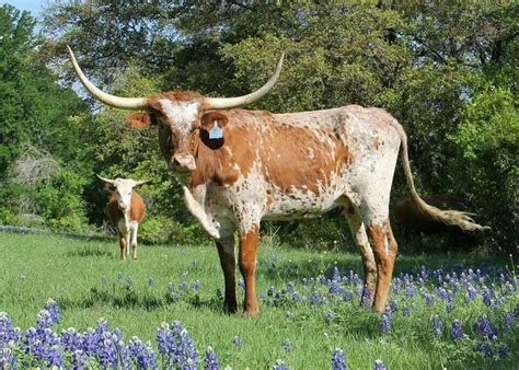 Texas Longhorn Cattle Talk - American Cattlemen | Longhorn cattle ...