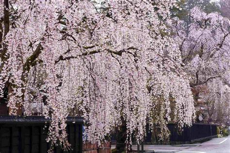 35 Amazing Cherry Tree Facts Facts Net