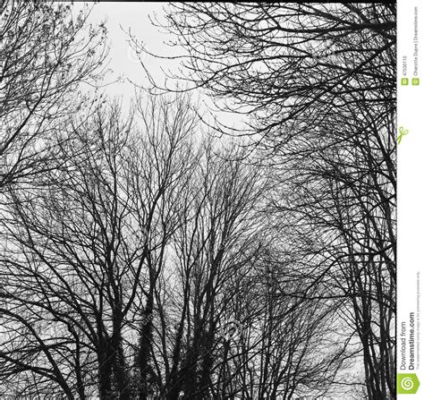 Tree B W Stock Photo Image Of Cold Naked Black 47530110