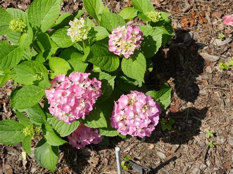 Hydrangea Macrophylla Lets Dance Blue Jangles 7 2021 Big Flickr