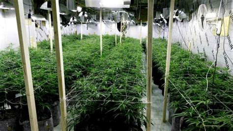 Cannabis Farm Worth £1m Found In Oldham Raid Bbc News