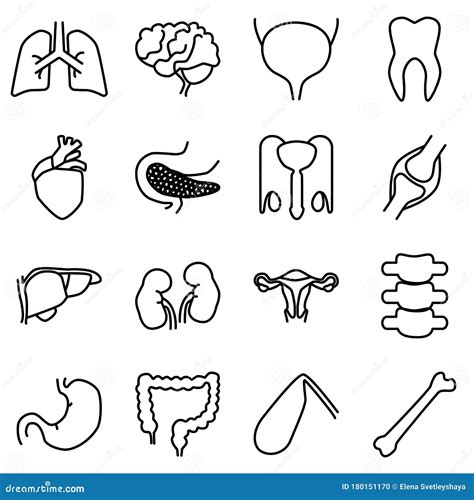 Simple Set Of Internal Human Organs Line Vector Icons Stock Vector