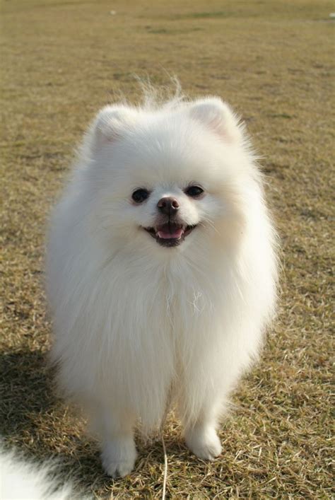 Cute Pomerania En Blanco - l2sanpiero