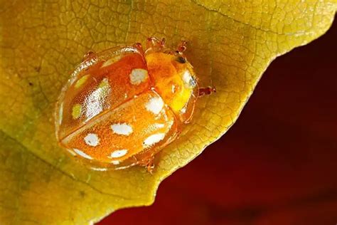 Orange Ladybugs - What Are They? Everything You Need to Know