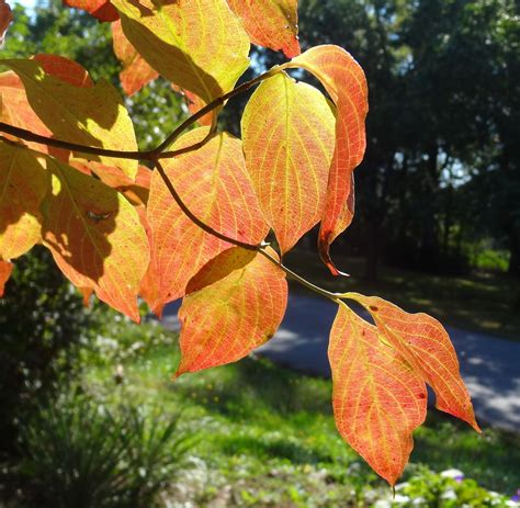 dogwood leaves, announcing the arrival of autumn, sooc | Dogwood ...