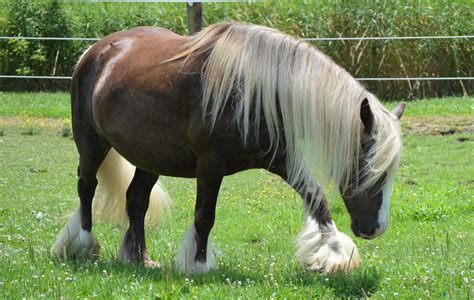 Chestnut Oak Farm Drum Horse For Sale Gypsy Horse Drum Horse Drum