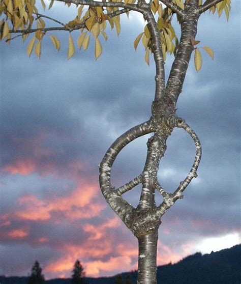 The Art of Tree Shaping | Amusing Planet