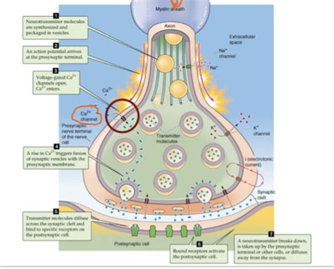 Physiology Cell Synaptic Transmission Flashcards Quizlet