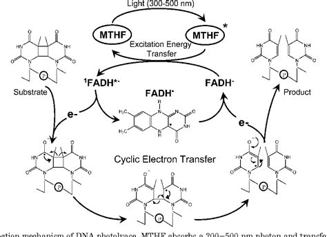 [PDF] Structure and function of DNA photolyase and cryptochrome blue ...