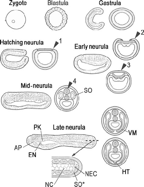 Gastrula Diagram