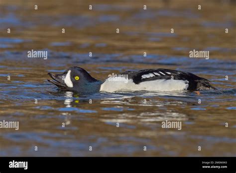 Barrow S Goldeneye Bucephala Islandica Sacramento County California