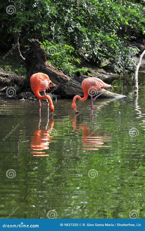 Flamingos Eating Stock Photo Image Of Wildlife Feathers 9837320