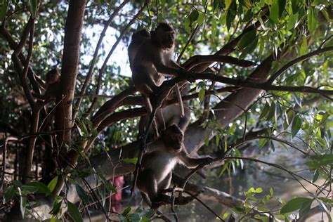 Satwa Liar Dibalik Rindangnya Hutan Bakau Ekowisata Mangrove Wonorejo