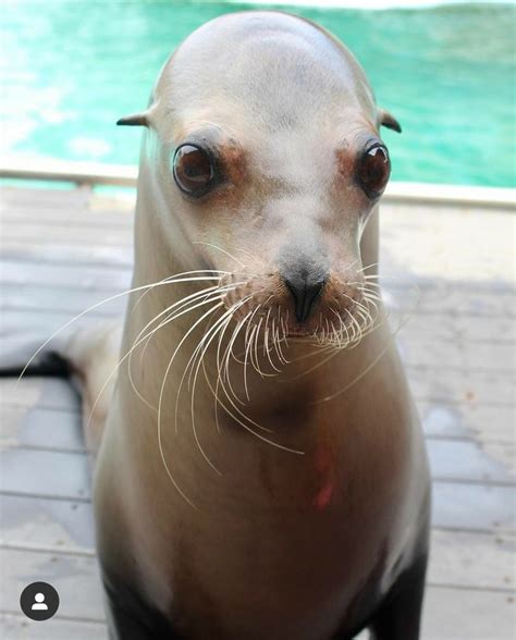 Pin By Lauretta Laurina On Salvataggi Rapidi In 2024 Sea Lion Baby