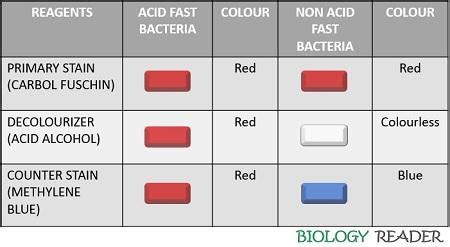 Acid Fast Staining Procedure