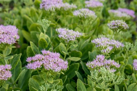 How To Plant Grow And Care For Sedum Flowers