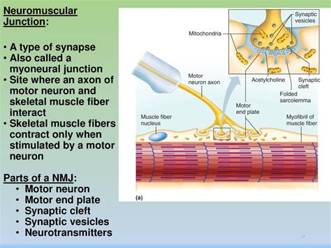 Anatomy And Physiology Ppt Download