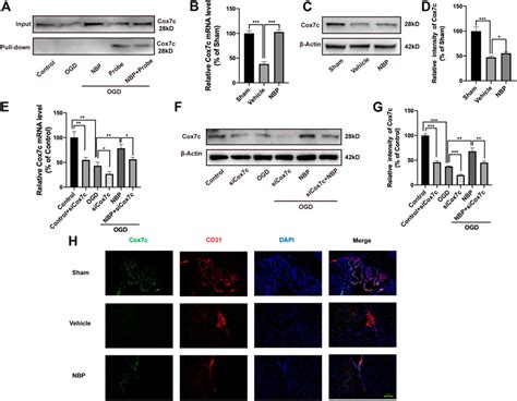 Frontiers Effect Of Dl N Butylphthalide On Mitochondrial Cox C In