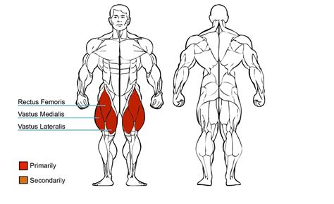 Seated Leg Extension Muscles Worked