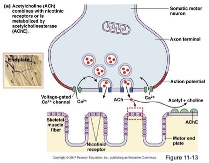 Neuromuscular Blocking Drugs and Reversal Agents Flashcards | Quizlet