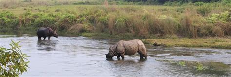 Nepal – Rare Rhinos | ICS Odyssey