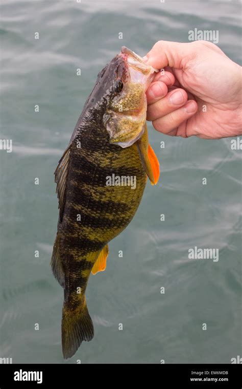 A Trophy Yellow Perch Is Released By A Catch And Release Angler Stock