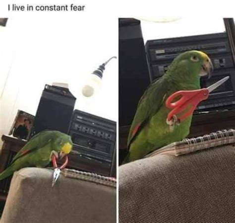 hilarious bird memes barnorama