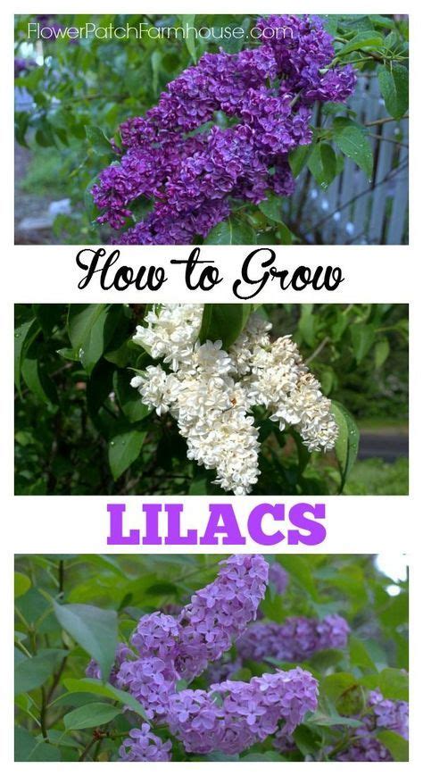 How To Grow Lilacs Its Easier Than You Think Plants Flower Garden Gardening Tips