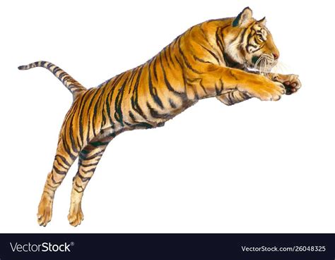 Tiger Jumping Hand Draw Vector Image On Vectorstock Tiger Lion Cat