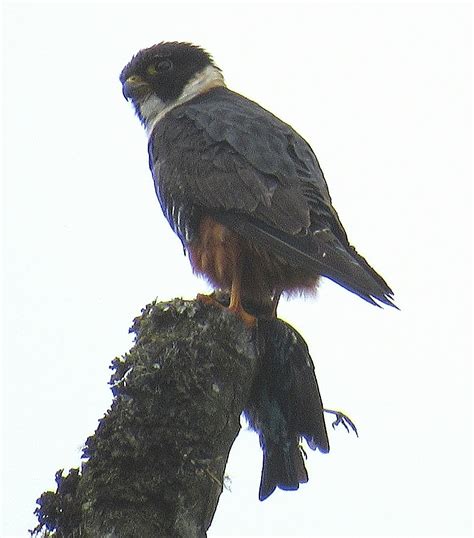 Halc N Murcielaguero Desde Bellavista Cloud Forest Reserve Lodge El