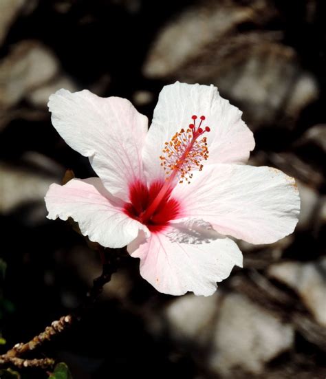 White Hibiscus Of Simons Town South Africa White Hibiscus South