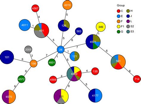 Minimum Spanning Tree Based On The Allelic Profiles Of The Mlst Sts