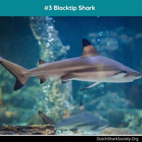 Sharks in Panama City Beach:Shark Attacks and Sightings - Dutch Shark ...